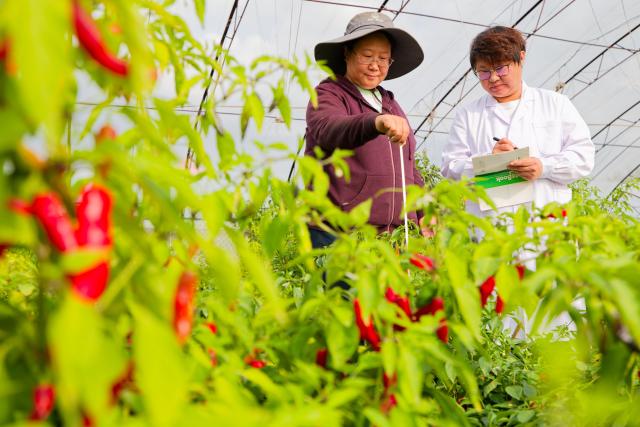 (260918) -- HARBIN, Sept. 18, 2026 (Xinhua) -- Wang Xue (L) and Liu Siyu, members of a germplasm resource collection and preservation project team, checks chili plants at a greenhouse of Heilongjiang Academy of Agricultural Sciences in Harbin, northeast China's Heilongjiang Province, Sept. 16, 2026. Heilongjiang, China's top grain-producing province, has entered the autumn harvest season. A germplasm resource collection and preservation project team, led by the National Frigid Zone Crop and Soybean Germplasm Resources Mid-term Bank (Harbin), is conducting germplasm collection and research across black soil fields and in laboratories.
  Since 2024, the team has collected more than 5,400 crop germplasm resource samples, providing solid scientific and technological support for the high-quality development of Heilongjiang's seed industry. (Xinhua/Zhang Tao)
