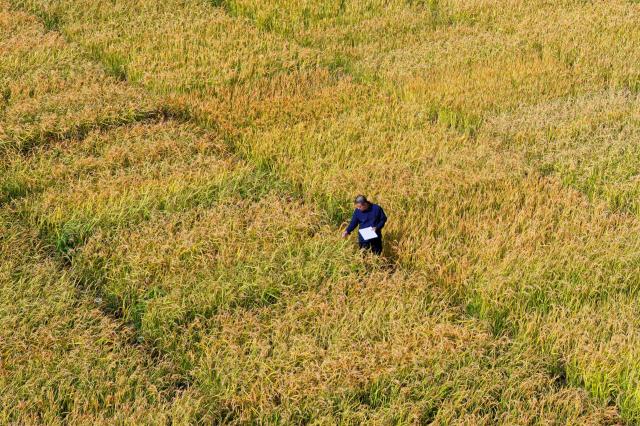 (260918) -- HARBIN, Sept. 18, 2026 (Xinhua) -- A drone photo taken on Sept. 16, 2026 shows Wang Yongli, a member of a germplasm resource collection and preservation project team, inspecting the condition of crops at a national modern agricultural demonstration zone of Heilongjiang Academy of Agricultural Sciences in Harbin, northeast China's Heilongjiang Province. Heilongjiang, China's top grain-producing province, has entered the autumn harvest season. A germplasm resource collection and preservation project team, led by the National Frigid Zone Crop and Soybean Germplasm Resources Mid-term Bank (Harbin), is conducting germplasm collection and research across black soil fields and in laboratories.
  Since 2024, the team has collected more than 5,400 crop germplasm resource samples, providing solid scientific and technological support for the high-quality development of Heilongjiang's seed industry. (Xinhua/Zhang Tao)