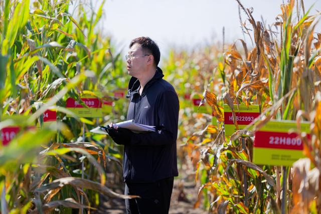 (260918) -- HARBIN, Sept. 18, 2026 (Xinhua) -- Sun Minghao, a member of a germplasm resource collection and preservation project team, inspects corn plants at a national modern agricultural demonstration zone of Heilongjiang Academy of Agricultural Sciences in Harbin, northeast China's Heilongjiang Province, Sept. 16, 2026. Heilongjiang, China's top grain-producing province, has entered the autumn harvest season. A germplasm resource collection and preservation project team, led by the National Frigid Zone Crop and Soybean Germplasm Resources Mid-term Bank (Harbin), is conducting germplasm collection and research across black soil fields and in laboratories.
  Since 2024, the team has collected more than 5,400 crop germplasm resource samples, providing solid scientific and technological support for the high-quality development of Heilongjiang's seed industry. (Xinhua/Zhang Tao)