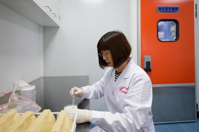 (260918) -- HARBIN, Sept. 18, 2026 (Xinhua) -- Zhang Hailing, a member of a germplasm resource collection and preservation project team, tests the vitality of newly-collected soybean seeds at National Frigid Zone Crop and Soybean Germplasm Resources Mid-term Bank (Harbin) in Harbin, northeast China's Heilongjiang Province, Sept. 17, 2026. Heilongjiang, China's top grain-producing province, has entered the autumn harvest season. A germplasm resource collection and preservation project team, led by the National Frigid Zone Crop and Soybean Germplasm Resources Mid-term Bank (Harbin), is conducting germplasm collection and research across black soil fields and in laboratories.
  Since 2024, the team has collected more than 5,400 crop germplasm resource samples, providing solid scientific and technological support for the high-quality development of Heilongjiang's seed industry. (Xinhua/Zhang Tao)