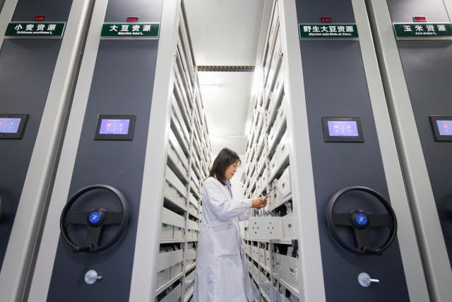 (260918) -- HARBIN, Sept. 18, 2026 (Xinhua) -- Li Jikai, leader of a germplasm resource collection and preservation project team, inspects newly-collected soybean germplasm resources at National Frigid Zone Crop and Soybean Germplasm Resources Mid-term Bank (Harbin) in Harbin, northeast China's Heilongjiang Province, Sept. 17, 2026. Heilongjiang, China's top grain-producing province, has entered the autumn harvest season. A germplasm resource collection and preservation project team, led by the National Frigid Zone Crop and Soybean Germplasm Resources Mid-term Bank (Harbin), is conducting germplasm collection and research across black soil fields and in laboratories.
  Since 2024, the team has collected more than 5,400 crop germplasm resource samples, providing solid scientific and technological support for the high-quality development of Heilongjiang's seed industry. (Xinhua/Zhang Tao)