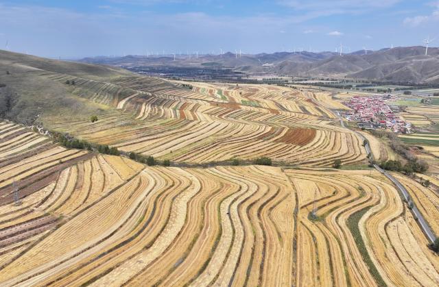 (260919) -- SHIJIAZHUANG, Sept. 19, 2026 (Xinhua) -- An aerial drone photo taken on Sept. 18, 2026 shows the autumn scenery in Zhangbei County of Bashang area, north China's Hebei Province. (Xinhua/Yang Shiyao)