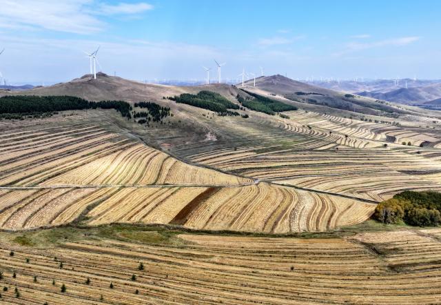 (260919) -- SHIJIAZHUANG, Sept. 19, 2026 (Xinhua) -- An aerial drone photo taken on Sept. 18, 2026 shows the autumn scenery in Zhangbei County of Bashang area, north China's Hebei Province. (Xinhua/Yang Shiyao)