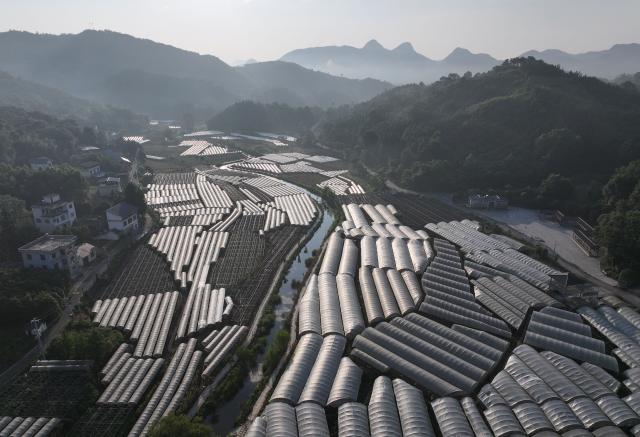 (260919) -- GUILIN, Sept. 19, 2026 (Xinhua) -- An aerial drone photo taken on Aug. 11, 2026 shows a view of grape gardens in Maozhushan Village of Quanzhou County of Guilin City, south China's Guangxi Zhuang Autonomous Region. In the winter of 1934 during the Long March, the Red Army fought its way across the Xiangjiang River in Guangxi and broke through the Kuomintang troops' blockade, but suffered tens of thousands of casualties in the battle.
   In Quanzhou, Guanyang and Xing'an counties, where the Battle of the Xiangjiang River was fought, the spirit of the Long March has been passed down through generations. Today, roads wind through mountains that Red Army soldiers once crossed on foot, connecting once-isolated villages with the outside world. Local people keep striving on the path of rural revitalization. (Xinhua/Huang Xiaobang)