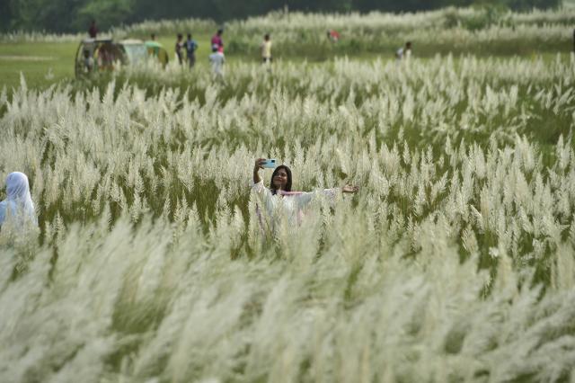 (260919) -- KERANIGANJ, Sept. 19, 2026 (Xinhua) -- A woman takes selfies with blooming kans grass flowers in Keraniganj, Bangladesh, Sept. 18, 2026. (Photo by Habibur Rahman/Xinhua)