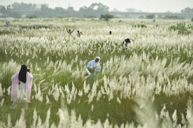 (260919) -- KERANIGANJ, Sept. 19, 2026 (Xinhua) -- People visit a field of blooming kans grass flowers in Keraniganj, Bangladesh, Sept. 18, 2026. (Photo by Habibur Rahman/Xinhua)
