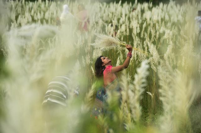 (260919) -- KERANIGANJ, Sept. 19, 2026 (Xinhua) -- A woman poses for photos with blooming kans grass flowers in Keraniganj, Bangladesh, Sept. 18, 2026. (Photo by Habibur Rahman/Xinhua)