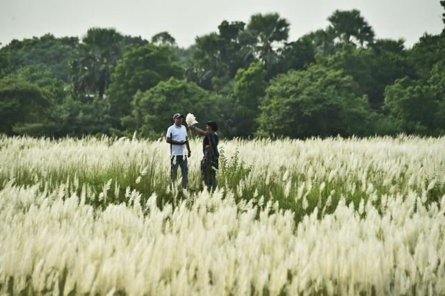 (260919) -- KERANIGANJ, Sept. 19, 2026 (Xinhua) -- People visit a field of blooming kans grass flowers in Keraniganj, Bangladesh, Sept. 18, 2026. (Photo by Habibur Rahman/Xinhua)