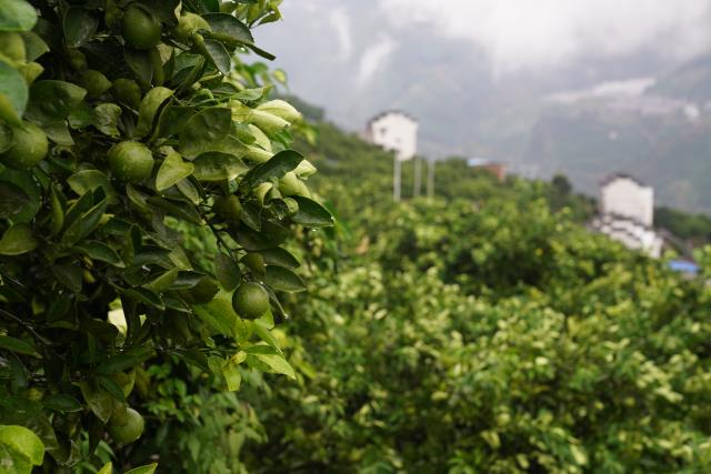 (260919) -- ZIGUI, Sept. 19, 2026 (Xinhua) -- This photo taken on Sept. 18, 2026 shows an orange orchard of an agricultural demonstration park in Zigui County of Yichang, central China's Hubei Province. TO GO WITH "Across China: In China's mountain orchards, oranges are taking flight" (Xinhua/Lu Jinbo)