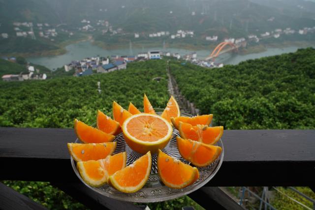 (260919) -- ZIGUI, Sept. 19, 2026 (Xinhua) -- This photo taken on Sept. 18, 2026 shows oranges displayed at an agricultural demonstration park in Zigui County of Yichang, central China's Hubei Province. TO GO WITH "Across China: In China's mountain orchards, oranges are taking flight" (Xinhua/Lu Jinbo)