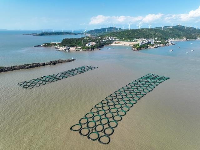 (260919) -- TAIZHOU, Sept. 19, 2026 (Xinhua) -- An aerial drone photo taken on Sept. 16, 2026 shows a large yellow croaker farm in Jiaojiang District of Taizhou City, east China's Zhejiang Province. In recent years, Jiaojiang District of Taizhou City has been developing its large yellow croaker industry by establishing standards for the geographical indication product, expanding aquaculture farms, promoting the integration of fishery and tourism, and developing related tourist attractions. 
  Jiaojiang currently has eight large yellow croaker farms covering about 4,900 mu (about 327 hectares). In 2025, the district's annual output of Dachen large yellow croaker exceeded 10,000 tonnes, while the annual output value of the entire industrial chain reached 1.1 billion yuan (about 164.2 million U.S. dollars). (Xinhua/Jiang Han)