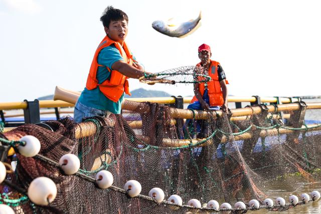 (260919) -- TAIZHOU, Sept. 19, 2026 (Xinhua) -- An employee of a fishery company harvests a large yellow croaker at an aquaculture farm in Jiaojiang District of Taizhou City, east China's Zhejiang Province, Sept. 16, 2026. In recent years, Jiaojiang District of Taizhou City has been developing its large yellow croaker industry by establishing standards for the geographical indication product, expanding aquaculture farms, promoting the integration of fishery and tourism, and developing related tourist attractions. 
  Jiaojiang currently has eight large yellow croaker farms covering about 4,900 mu (about 327 hectares). In 2025, the district's annual output of Dachen large yellow croaker exceeded 10,000 tonnes, while the annual output value of the entire industrial chain reached 1.1 billion yuan (about 164.2 million U.S. dollars). (Xinhua/Jiang Han)