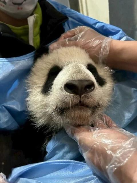(260919) -- CHENGDU, Sept. 19, 2026 (Xinhua) -- Giant panda Beixia is pictured at the West China Hospital of Stomatology of Sichuan University in Chengdu, southwest China's Sichuan Province in January 2026. TO GO WITH "First-ever orthodontic treatment restores giant panda's normal bite in China" (Xinhua)