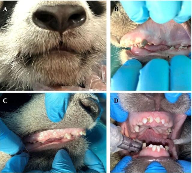 (260919) -- CHENGDU, Sept. 19, 2026 (Xinhua) -- This combo photo published in The Angle Orthodontist in July 2026 shows the orthodontic treatment process for giant panda Beixia at the West China Hospital of Stomatology of Sichuan University in Chengdu, southwest China's Sichuan Province. TO GO WITH "First-ever orthodontic treatment restores giant panda's normal bite in China" (Xinhua)