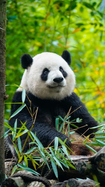 (260919) -- CHENGDU, Sept. 19, 2026 (Xinhua) -- This undated file photo shows the giant panda Beixia at the Chengdu Research Base of Giant Panda Breeding in Chengdu, southwest China's Sichuan Province. TO GO WITH "First-ever orthodontic treatment restores giant panda's normal bite in China" (Xinhua)