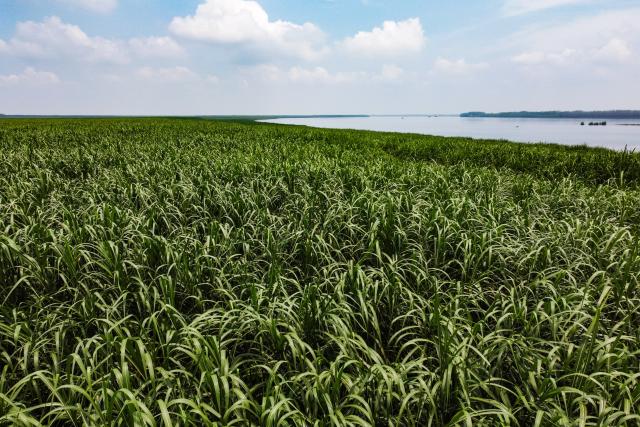 (260919) -- SHISHOU, Sept. 19, 2026 (Xinhua) -- This photo taken on Spet. 13, 2026 shows fields of Miscanthus lutarioriparius in Shishou City, central China's Hubei Province. TO GO WITH "Across China: Chinese entrepreneur shapes low-carbon future via Yangtze plant" (Xinhua)