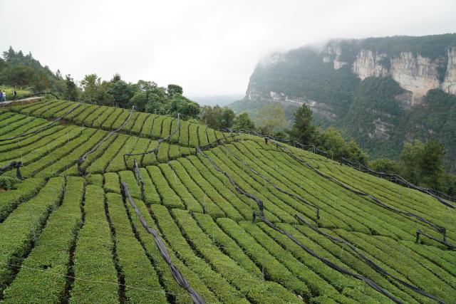 (260919) -- ENSHI, Sept. 19, 2026 (Xinhua) -- This photo taken on Sept. 18, 2026 shows Taozibao tea mountain, one of the main tea production areas in Enshi Tujia and Miao Autonomous Prefecture, central China's Hubei Province. TO GO WITH "Across China: Transport upgrades bringing China's mountain riches to the world" (Xinhua/Lu Jinbo)