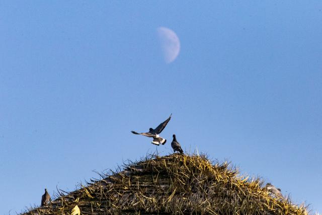 (260919) -- HARBIN, Sept. 19, 2026 (Xinhua) -- This photo taken on Sept. 19, 2026 shows the first quarter moon in the sky in Fujin City, northeast China's Heilongjiang Province. (Photo by Qu Yubao/Xinhua)