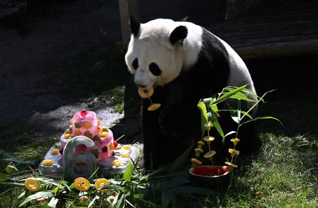 (260919) -- MADRID, Sept. 19, 2026 (Xinhua) -- Giant panda Zhu Yu eats her birthday cake at Madrid Zoo in Madrid, Spain, on Sept. 19, 2026. The sixth birthday party of the giant panda couple Jin Xi and Zhu Yu was held here on Saturday. (Xinhua/Cheng Min)