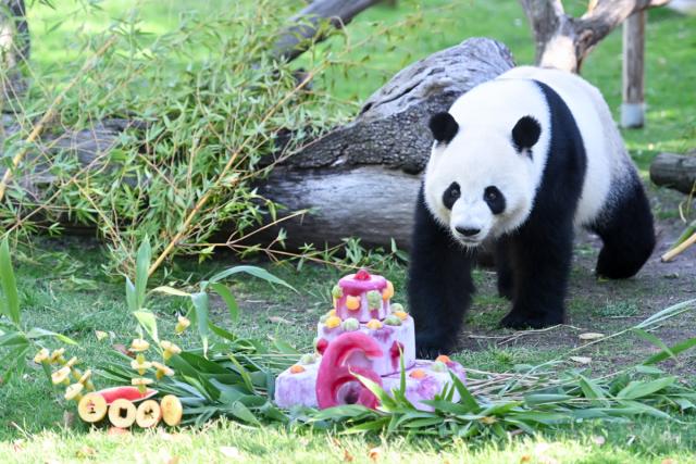 (260919) -- MADRID, Sept. 19, 2026 (Xinhua) -- Giant panda Jin Xi walks towards his birthday cake at Madrid Zoo, in Madrid, Spain, on Sept. 19, 2026. The sixth birthday party of the giant panda couple Jin Xi and Zhu Yu was held here on Saturday. (Photo by Gustavo Valiente/Xinhua)