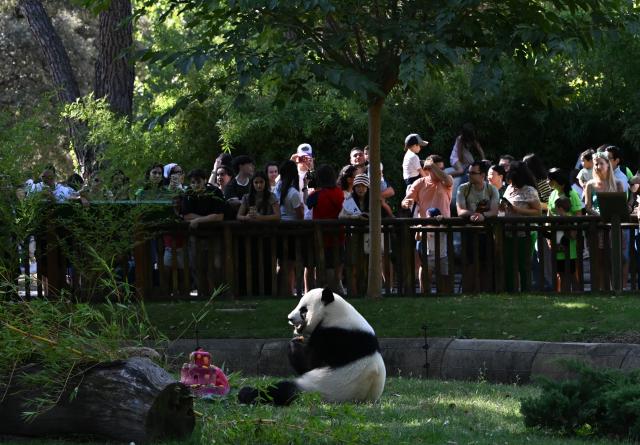 (260919) -- MADRID, Sept. 19, 2026 (Xinhua) -- Visitors watch the giant panda Jin Xi eating his birthday cake at Madrid Zoo in Madrid, Spain, on Sept. 19, 2026. The sixth birthday party of the giant panda couple Jin Xi and Zhu Yu was held here on Saturday. (Xinhua/Cheng Min)