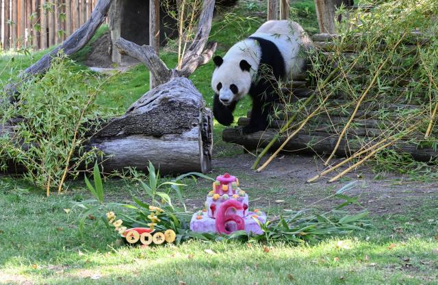 (260919) -- MADRID, Sept. 19, 2026 (Xinhua) -- Giant panda Jin Xi walks towards his birthday cake at Madrid Zoo in Madrid, Spain, on Sept. 19, 2026. The sixth birthday party of the giant panda couple Jin Xi and Zhu Yu was held here on Saturday. (Xinhua/Cheng Min)