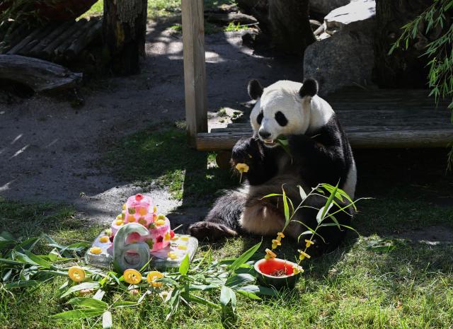 (260919) -- MADRID, Sept. 19, 2026 (Xinhua) -- Giant panda Zhu Yu eats her birthday cake at Madrid Zoo in Madrid, Spain, on Sept. 19, 2026. The sixth birthday party of the giant panda couple Jin Xi and Zhu Yu was held here on Saturday. (Xinhua/Cheng Min)