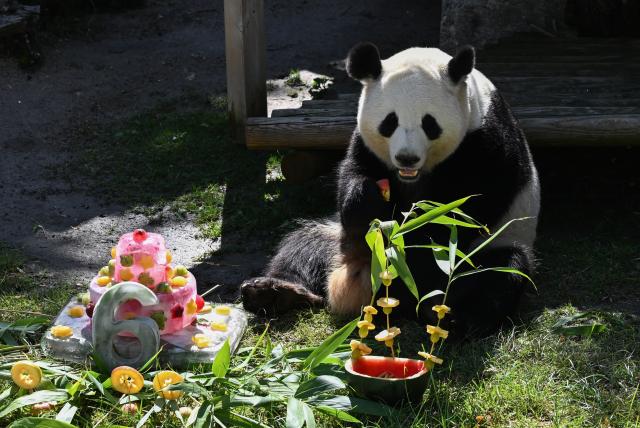 (260919) -- MADRID, Sept. 19, 2026 (Xinhua) -- Giant panda Zhu Yu eats her birthday cake at Madrid Zoo in Madrid, Spain, on Sept. 19, 2026. The sixth birthday party of the giant panda couple Jin Xi and Zhu Yu was held here on Saturday. (Xinhua/Cheng Min)