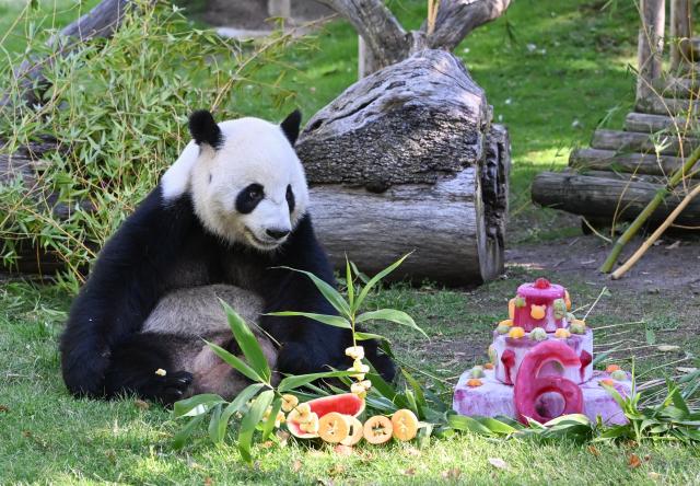 (260919) -- MADRID, Sept. 19, 2026 (Xinhua) -- Giant panda Jin Xi eats his birthday cake at Madrid Zoo in Madrid, Spain, on Sept. 19, 2026. The sixth birthday party of the giant panda couple Jin Xi and Zhu Yu was held here on Saturday. (Xinhua/Cheng Min)