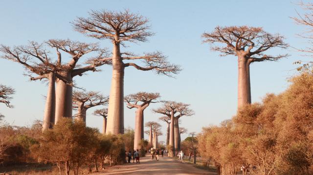 (260920) -- MORONDAVA, Sept. 20, 2026 (Xinhua) -- This photo taken on Sept. 19, 2026 shows baobab trees at the Avenue of the Baobabs in Morondava, Madagascar. The baobab is one of Madagascar's most iconic tree species. Known in Malagasy as "Renala," meaning "mother of the forest," it can store large amounts of water while its fruits, leaves and flowers provide rich nutrients. On the outskirts of Morondava, numerous baobab trees standing along the road form the distinctive Avenue of the Baobabs, attracting visitors from all over the world. (Xinhua/Chen Shaohua)