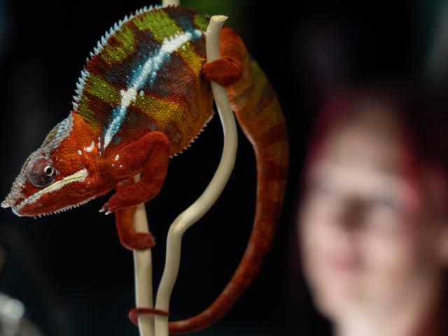 (260921) -- BEIJING, Sept. 21, 2026 (Xinhua) -- A chameleon is pictured during the 2026 Fall Canadian Pet Expo in Mississauga, Ontario, Canada, on Sept. 19, 2026. (Photo by Zou Zheng/Xinhua)