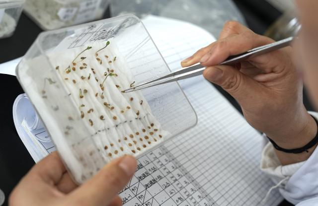 (260921) -- YINCHUAN, Sept. 21, 2026 (Xinhua) -- A staff member checks seed germination status at Taijin Seed Industry Co., Ltd. in Pingluo County, northwest China's Ningxia Hui Autonomous Region, Sept. 20, 2026. Pingluo County has emerged as a major seed production hub, benefiting from abundant sunlight, wide day-night temperature variations and well-developed agricultural infrastructure.
   In recent years, the county has strengthened its focus on rice seed production and vegetable seed breeding, building an integrated seed industry that spans breeding, production and marketing.
   The county now has about 80,000 mu (5,333 hectares) of fields devoted to seed production. The annual seed output has reached approximately 21 million kilograms, generating an output value of more than 430 million yuan (about 64.22 million U.S. dollars). (Xinhua/Liu Hai)