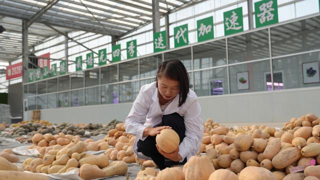 (260921) -- YINCHUAN, Sept. 21, 2026 (Xinhua) -- A staff member selects pumpkins at Taijin Seed Industry Co., Ltd. in Pingluo County, northwest China's Ningxia Hui Autonomous Region, Sept. 20, 2026. Pingluo County has emerged as a major seed production hub, benefiting from abundant sunlight, wide day-night temperature variations and well-developed agricultural infrastructure.
   In recent years, the county has strengthened its focus on rice seed production and vegetable seed breeding, building an integrated seed industry that spans breeding, production and marketing.
   The county now has about 80,000 mu (5,333 hectares) of fields devoted to seed production. The annual seed output has reached approximately 21 million kilograms, generating an output value of more than 430 million yuan (about 64.22 million U.S. dollars). (Xinhua/Liu Hai)