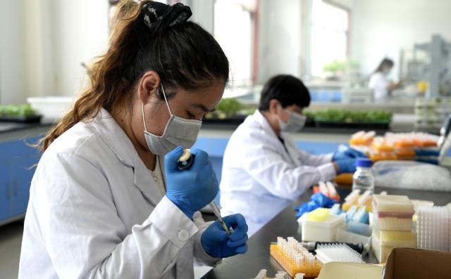(260921) -- YINCHUAN, Sept. 21, 2026 (Xinhua) -- Research staff conduct DNA extraction at Taijin Seed Industry Co., Ltd. in Pingluo County, northwest China's Ningxia Hui Autonomous Region, Sept. 20, 2026. Pingluo County has emerged as a major seed production hub, benefiting from abundant sunlight, wide day-night temperature variations and well-developed agricultural infrastructure.
   In recent years, the county has strengthened its focus on rice seed production and vegetable seed breeding, building an integrated seed industry that spans breeding, production and marketing.
   The county now has about 80,000 mu (5,333 hectares) of fields devoted to seed production. The annual seed output has reached approximately 21 million kilograms, generating an output value of more than 430 million yuan (about 64.22 million U.S. dollars). (Xinhua/Liu Hai)