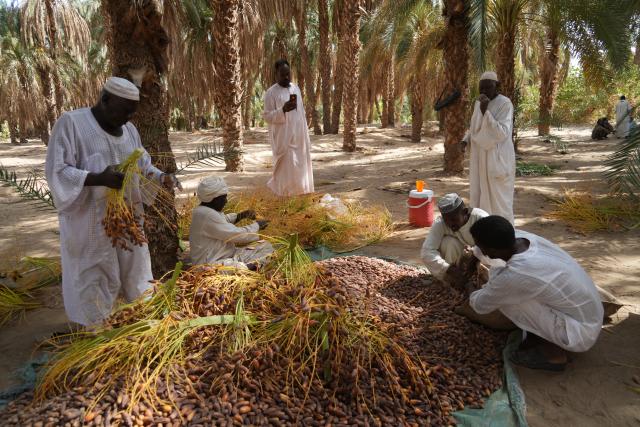 (260921) -- AL-BAJA, Sept. 21, 2026 (Xinhua) -- Farmers gather and sort the harvested dates in a palm grove in the Al-Baja area in northern Sudan on Sept. 20, 2026. (Photo by Fayez Elzaki/Xinhua)