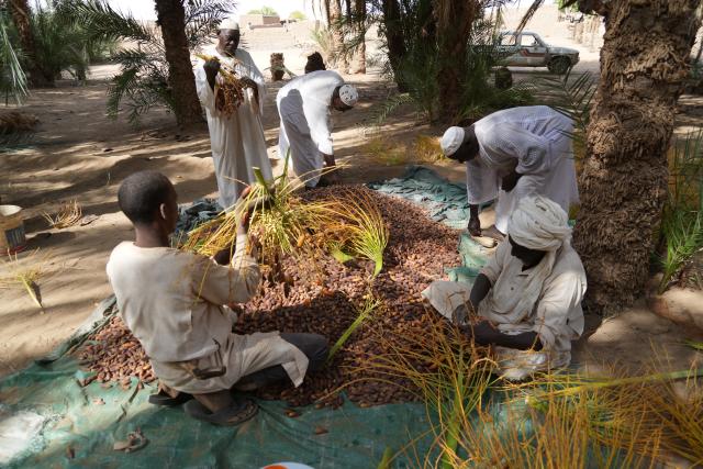 (260921) -- AL-BAJA, Sept. 21, 2026 (Xinhua) -- Farmers gather dates in a palm grove in the Al-Baja area in northern Sudan on Sept. 20, 2026. (Photo by Fayez Elzaki/Xinhua)