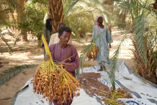 (260921) -- AL-BAJA, Sept. 21, 2026 (Xinhua) -- A young man carries a bunch of fresh dates in a palm grove in the Al-Baja area in northern Sudan on Sept. 20, 2026. (Photo by Fayez Elzaki/Xinhua)