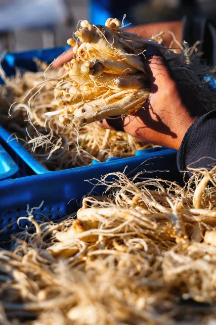 (260921) -- FUSONG, Sept. 21, 2026 (Xinhua) -- A worker sorts ginseng at a ginseng processing company in Wanliang Town, Fusong County, northeast China's Jilin Province, Sept. 19, 2026. In Autumn, Fusong County, located in the hinterland of the Changbai Mountain in northeast China's Jilin Province, has greeted the harvest and dealing season for locally grown ginseng. As the largest planting, processing and trading center of ginseng in China, Fusong County is also called "the hometown of ginseng."
  In recent years, Jilin has promoted the ginseng industry as a key mission in high-quality development, with the comprehensive output value of the ginseng industry exceeding 100 billion yuan (about 14.94 billion U.S. dollars) in 2025, a 30.5 percent increase from that of last year, the biggest increase in the last ten years. (Xinhua/Xu Chang)