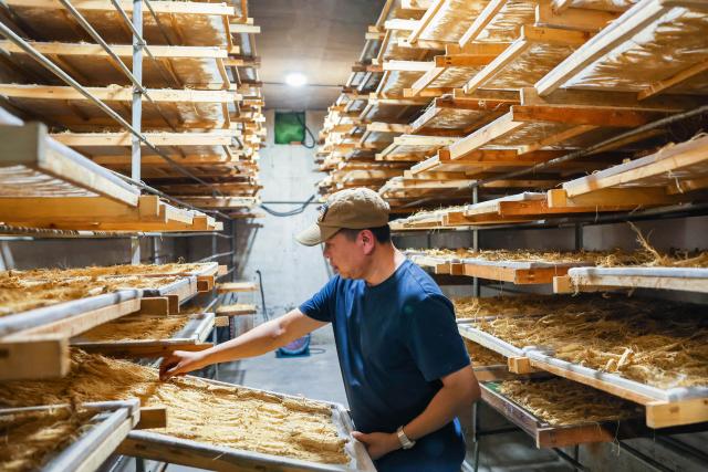 (260921) -- FUSONG, Sept. 21, 2026 (Xinhua) -- A worker dries ginseng at a ginseng processing company in Wanliang Town, Fusong County, northeast China's Jilin Province, Sept. 19, 2026. In Autumn, Fusong County, located in the hinterland of the Changbai Mountain in northeast China's Jilin Province, has greeted the harvest and dealing season for locally grown ginseng. As the largest planting, processing and trading center of ginseng in China, Fusong County is also called "the hometown of ginseng."
  In recent years, Jilin has promoted the ginseng industry as a key mission in high-quality development, with the comprehensive output value of the ginseng industry exceeding 100 billion yuan (about 14.94 billion U.S. dollars) in 2025, a 30.5 percent increase from that of last year, the biggest increase in the last ten years. (Xinhua/Xu Chang)