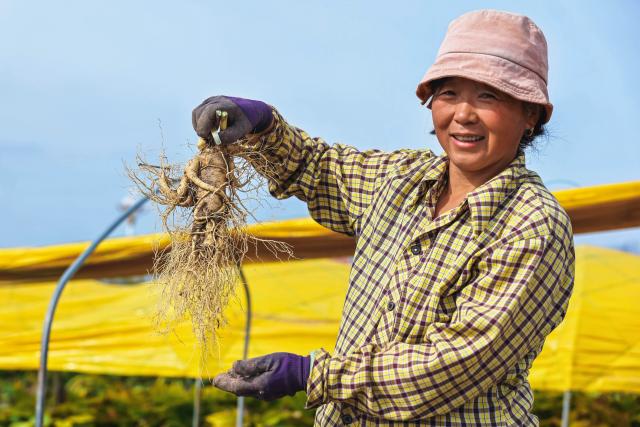 (260921) -- FUSONG, Sept. 21, 2026 (Xinhua) -- A farmer shows a harvested ginseng in Wanliang Town, Fusong County, northeast China's Jilin Province, Sept. 20, 2026. In Autumn, Fusong County, located in the hinterland of the Changbai Mountain in northeast China's Jilin Province, has greeted the harvest and dealing season for locally grown ginseng. As the largest planting, processing and trading center of ginseng in China, Fusong County is also called "the hometown of ginseng."
  In recent years, Jilin has promoted the ginseng industry as a key mission in high-quality development, with the comprehensive output value of the ginseng industry exceeding 100 billion yuan (about 14.94 billion U.S. dollars) in 2025, a 30.5 percent increase from that of last year, the biggest increase in the last ten years. (Xinhua/Xu Chang)