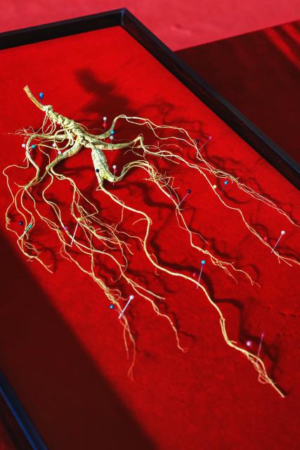 (260921) -- FUSONG, Sept. 21, 2026 (Xinhua) -- A wild ginseng is displayed during a wild ginseng competition in Wanliang Town, Fusong County, northeast China's Jilin Province, Sept. 20, 2026. In Autumn, Fusong County, located in the hinterland of the Changbai Mountain in northeast China's Jilin Province, has greeted the harvest and dealing season for locally grown ginseng. As the largest planting, processing and trading center of ginseng in China, Fusong County is also called "the hometown of ginseng."
  In recent years, Jilin has promoted the ginseng industry as a key mission in high-quality development, with the comprehensive output value of the ginseng industry exceeding 100 billion yuan (about 14.94 billion U.S. dollars) in 2025, a 30.5 percent increase from that of last year, the biggest increase in the last ten years. (Xinhua/Xu Chang)