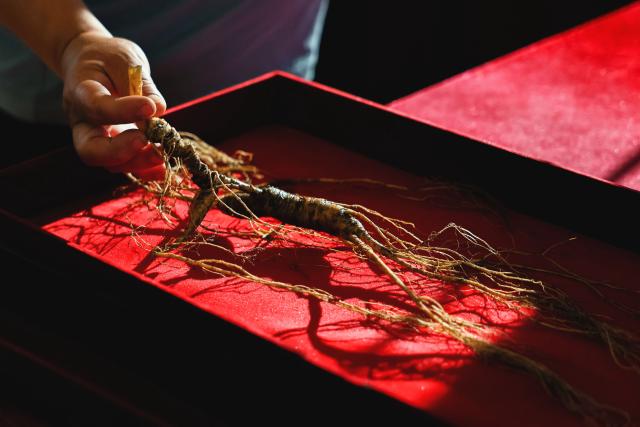 (260921) -- FUSONG, Sept. 21, 2026 (Xinhua) -- A judge reviews a wild ginseng during a wild ginseng competition in Wanliang Town, Fusong County, northeast China's Jilin Province, Sept. 19, 2026. In Autumn, Fusong County, located in the hinterland of the Changbai Mountain in northeast China's Jilin Province, has greeted the harvest and dealing season for locally grown ginseng. As the largest planting, processing and trading center of ginseng in China, Fusong County is also called "the hometown of ginseng."
  In recent years, Jilin has promoted the ginseng industry as a key mission in high-quality development, with the comprehensive output value of the ginseng industry exceeding 100 billion yuan (about 14.94 billion U.S. dollars) in 2025, a 30.5 percent increase from that of last year, the biggest increase in the last ten years. (Xinhua/Xu Chang)