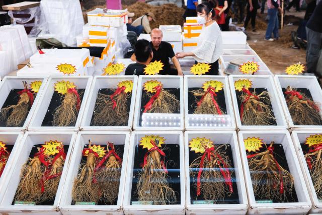 (260921) -- FUSONG, Sept. 21, 2026 (Xinhua) -- Customers select ginseng at a trading market for ginseng, in Wanliang Town, Fusong County, northeast China's Jilin Province, Sept. 19, 2026. In Autumn, Fusong County, located in the hinterland of the Changbai Mountain in northeast China's Jilin Province, has greeted the harvest and dealing season for locally grown ginseng. As the largest planting, processing and trading center of ginseng in China, Fusong County is also called "the hometown of ginseng."
  In recent years, Jilin has promoted the ginseng industry as a key mission in high-quality development, with the comprehensive output value of the ginseng industry exceeding 100 billion yuan (about 14.94 billion U.S. dollars) in 2025, a 30.5 percent increase from that of last year, the biggest increase in the last ten years. (Xinhua/Xu Chang)
