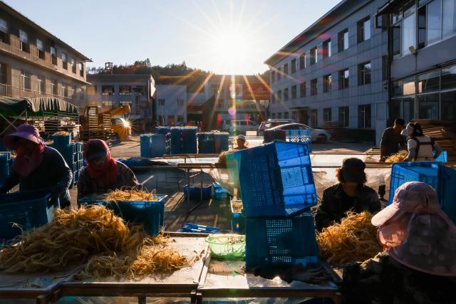 (260921) -- FUSONG, Sept. 21, 2026 (Xinhua) -- Workers sort ginseng at a ginseng processing company in Wanliang Town, Fusong County, northeast China's Jilin Province, Sept. 19, 2026. In Autumn, Fusong County, located in the hinterland of the Changbai Mountain in northeast China's Jilin Province, has greeted the harvest and dealing season for locally grown ginseng. As the largest planting, processing and trading center of ginseng in China, Fusong County is also called "the hometown of ginseng."
  In recent years, Jilin has promoted the ginseng industry as a key mission in high-quality development, with the comprehensive output value of the ginseng industry exceeding 100 billion yuan (about 14.94 billion U.S. dollars) in 2025, a 30.5 percent increase from that of last year, the biggest increase in the last ten years. (Xinhua/Xu Chang)