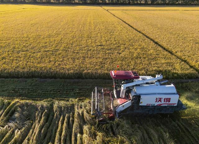 (260921) -- SHUANGYASHAN, Sept. 21, 2026 (Xinhua) -- This drone photo taken on Sept. 21, 2026 shows a harvester working in a rice field of Youyi Farm Co., Ltd. under Beidahuang Group in northeast China's Heilongjiang Province. Heilongjiang, an important grain-producing province in China, entered the harvest season in September. (Xinhua/Wang Song)