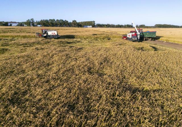 (260921) -- SHUANGYASHAN, Sept. 21, 2026 (Xinhua) -- This drone photo taken on Sept. 21, 2026 shows harvesters working in a rice field of Youyi Farm Co., Ltd. under Beidahuang Group in northeast China's Heilongjiang Province. Heilongjiang, an important grain-producing province in China, entered the harvest season in September. (Xinhua/Wang Song)
