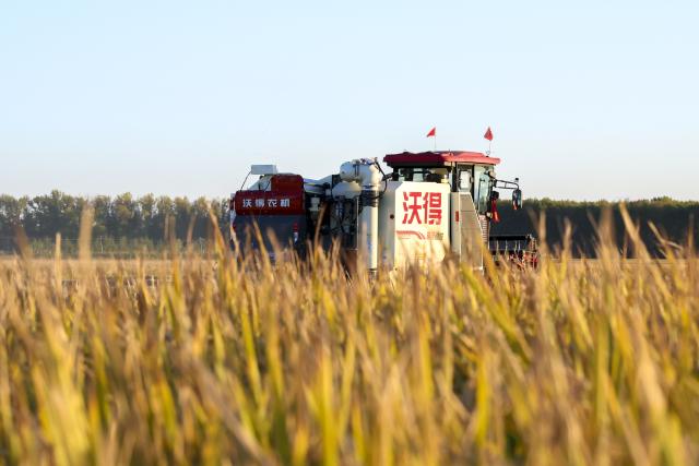 (260921) -- SHUANGYASHAN, Sept. 21, 2026 (Xinhua) -- A harvester works in a rice field of Youyi Farm Co., Ltd. under Beidahuang Group in northeast China's Heilongjiang Province, Sept. 21, 2026. Heilongjiang, an important grain-producing province in China, entered the harvest season in September. (Xinhua/Wang Song)