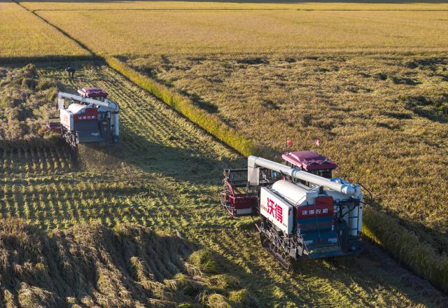 (260921) -- SHUANGYASHAN, Sept. 21, 2026 (Xinhua) -- This drone photo taken on Sept. 21, 2026 shows harvesters working in a rice field of Youyi Farm Co., Ltd. under Beidahuang Group in northeast China's Heilongjiang Province. Heilongjiang, an important grain-producing province in China, entered the harvest season in September. (Xinhua/Wang Song)