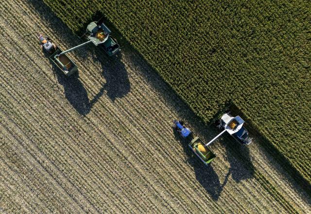 (260921) -- SHUANGYASHAN, Sept. 21, 2026 (Xinhua) -- This drone photo taken on Sept. 21, 2026 shows harvesters working in a corn field of Youyi Farm Co., Ltd. under Beidahuang Group in northeast China's Heilongjiang Province. Heilongjiang, an important grain-producing province in China, entered the harvest season in September. (Xinhua/Wang Song)