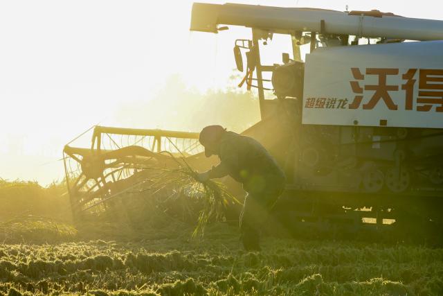 (260921) -- SHUANGYASHAN, Sept. 21, 2026 (Xinhua) -- A farmer works in a rice field of Youyi Farm Co., Ltd. under Beidahuang Group in northeast China's Heilongjiang Province, Sept. 21, 2026. Heilongjiang, an important grain-producing province in China, entered the harvest season in September. (Xinhua/Wang Song)